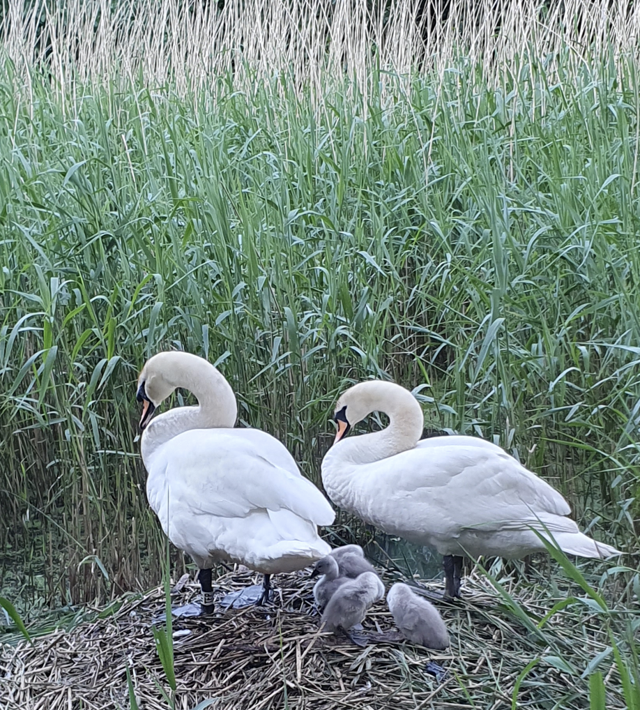 The Edinburgh Minute ⏰ Tuesday 4 June 2024